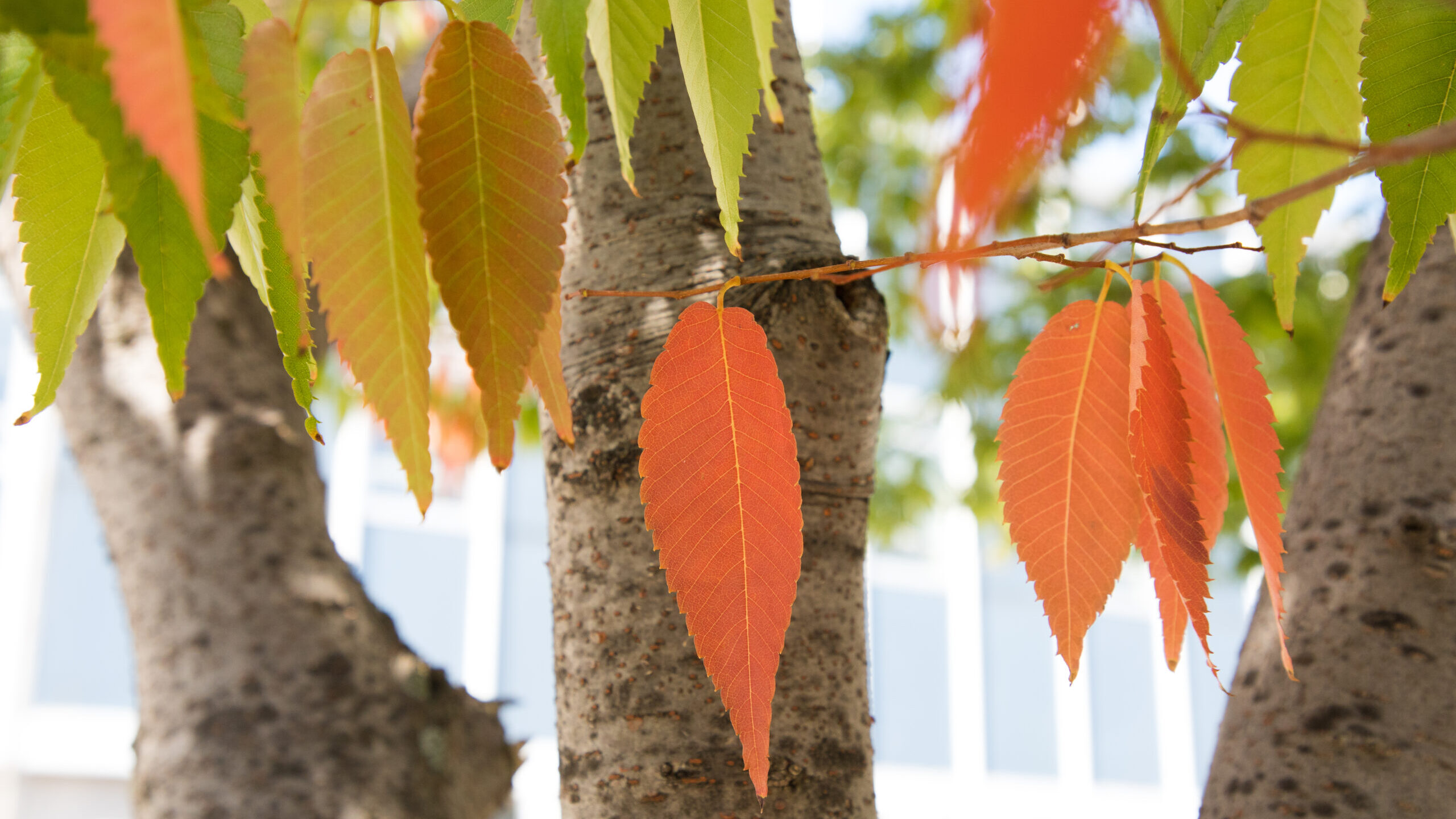 Zelkova Serrata