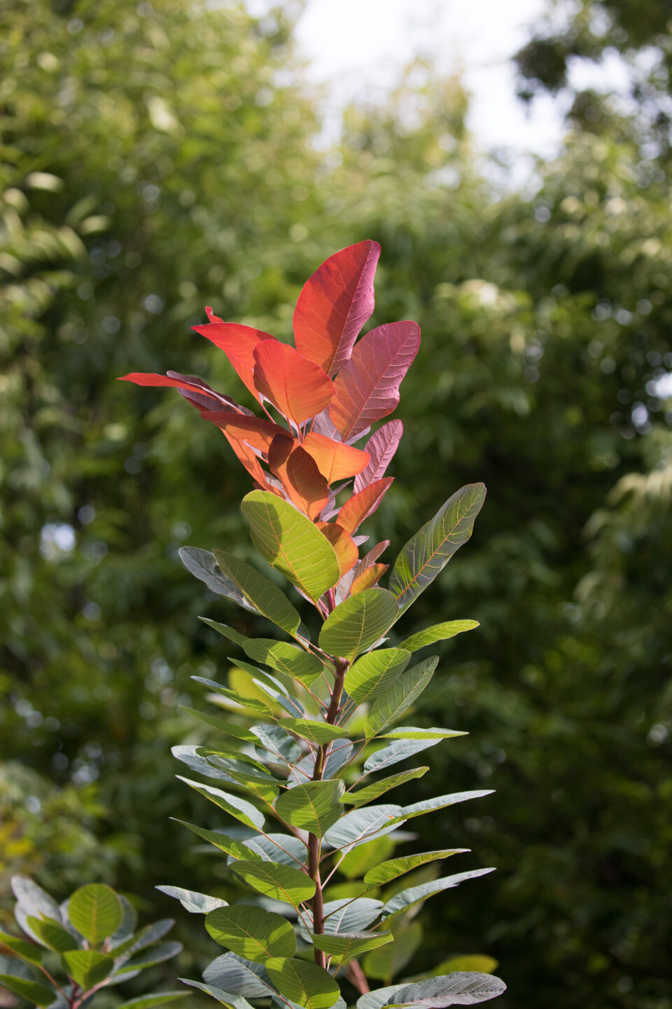 Smoke Tree - Clinton Cove
