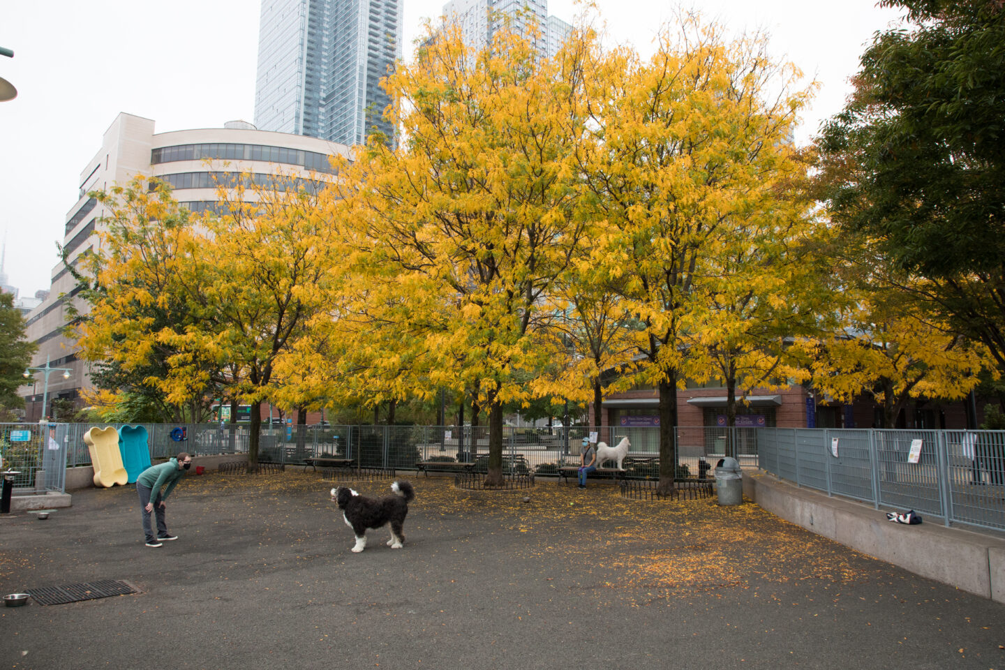 Pier 84 dog run yellow fall leaves