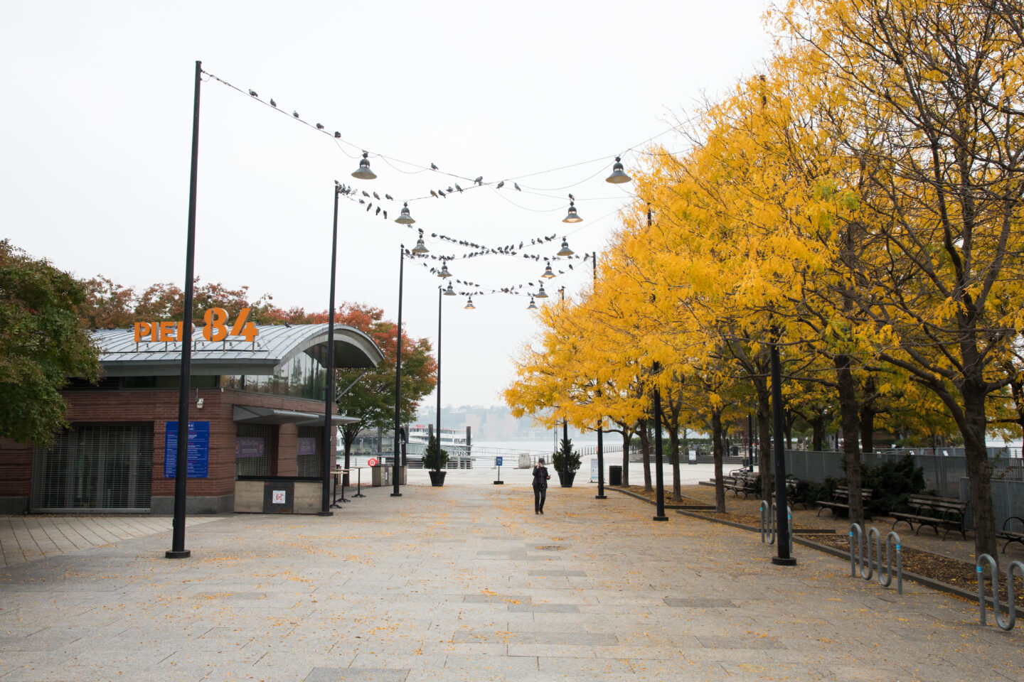 golden leaves Pier 84