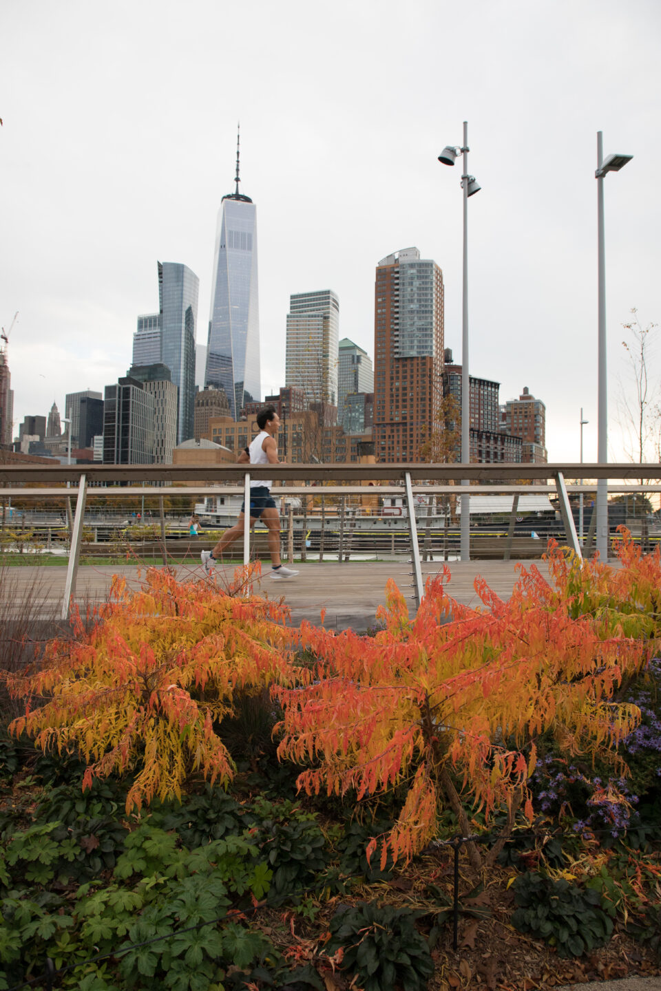 Pier 26 staghorn sumac woodland walk pathway fall