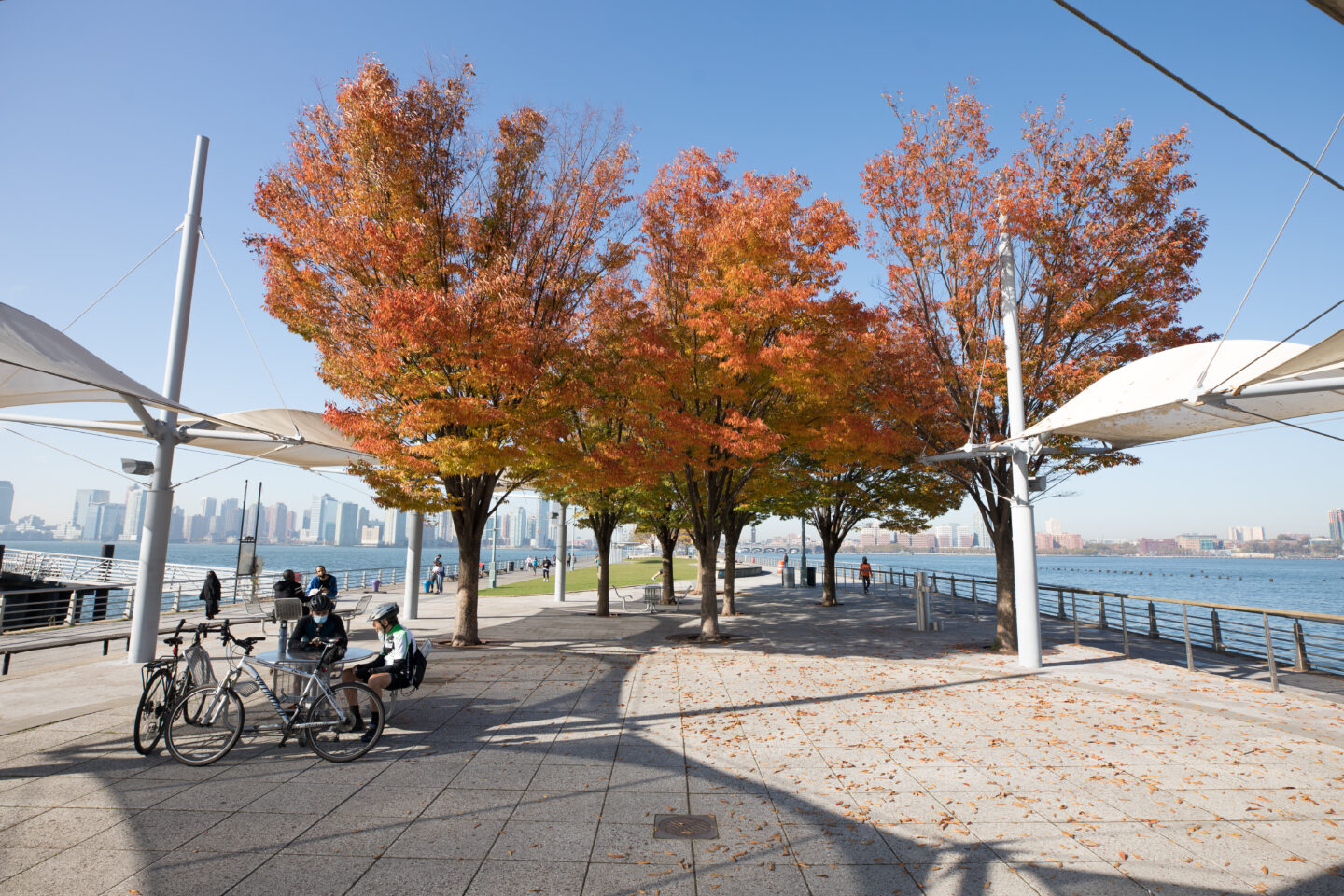 Pier 45 trees fall foliage 2020
