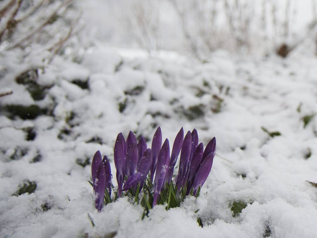 crocuses in snow