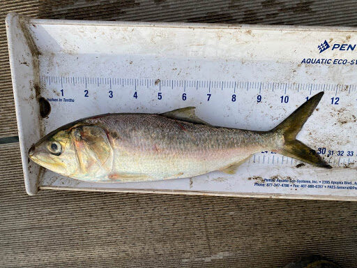 Dead menhaden found in trap