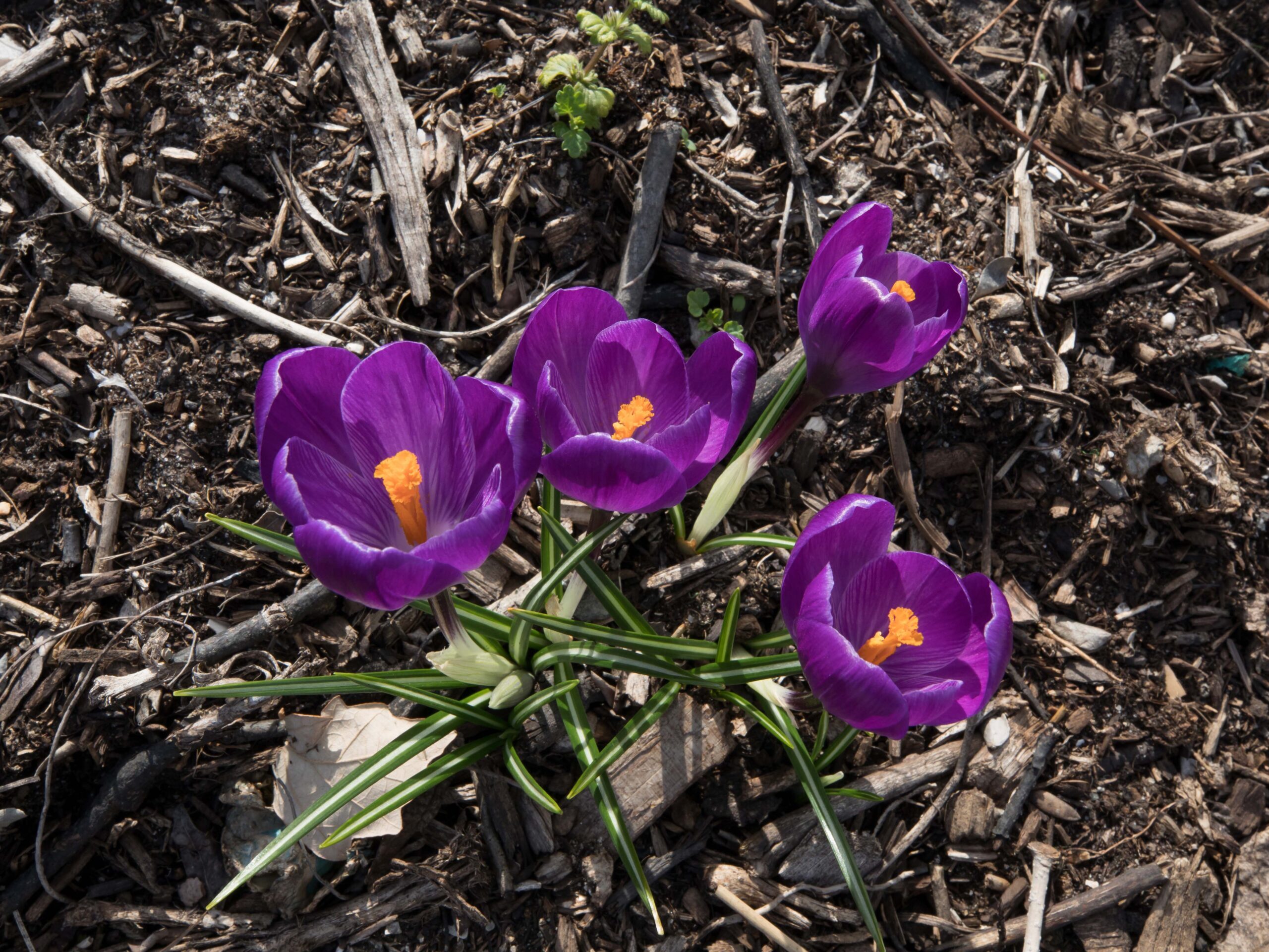 Crocus