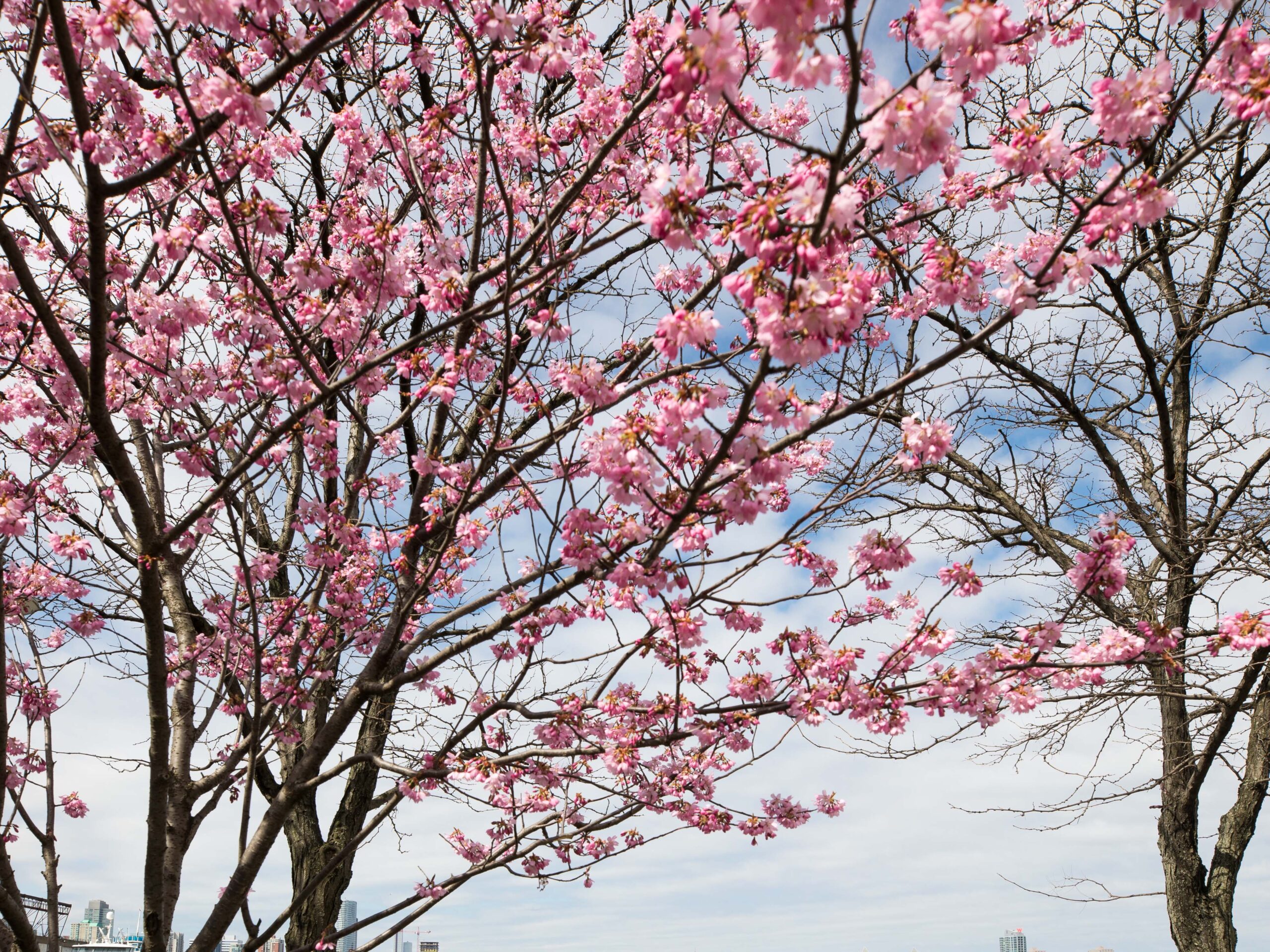 Cherry Blossoms