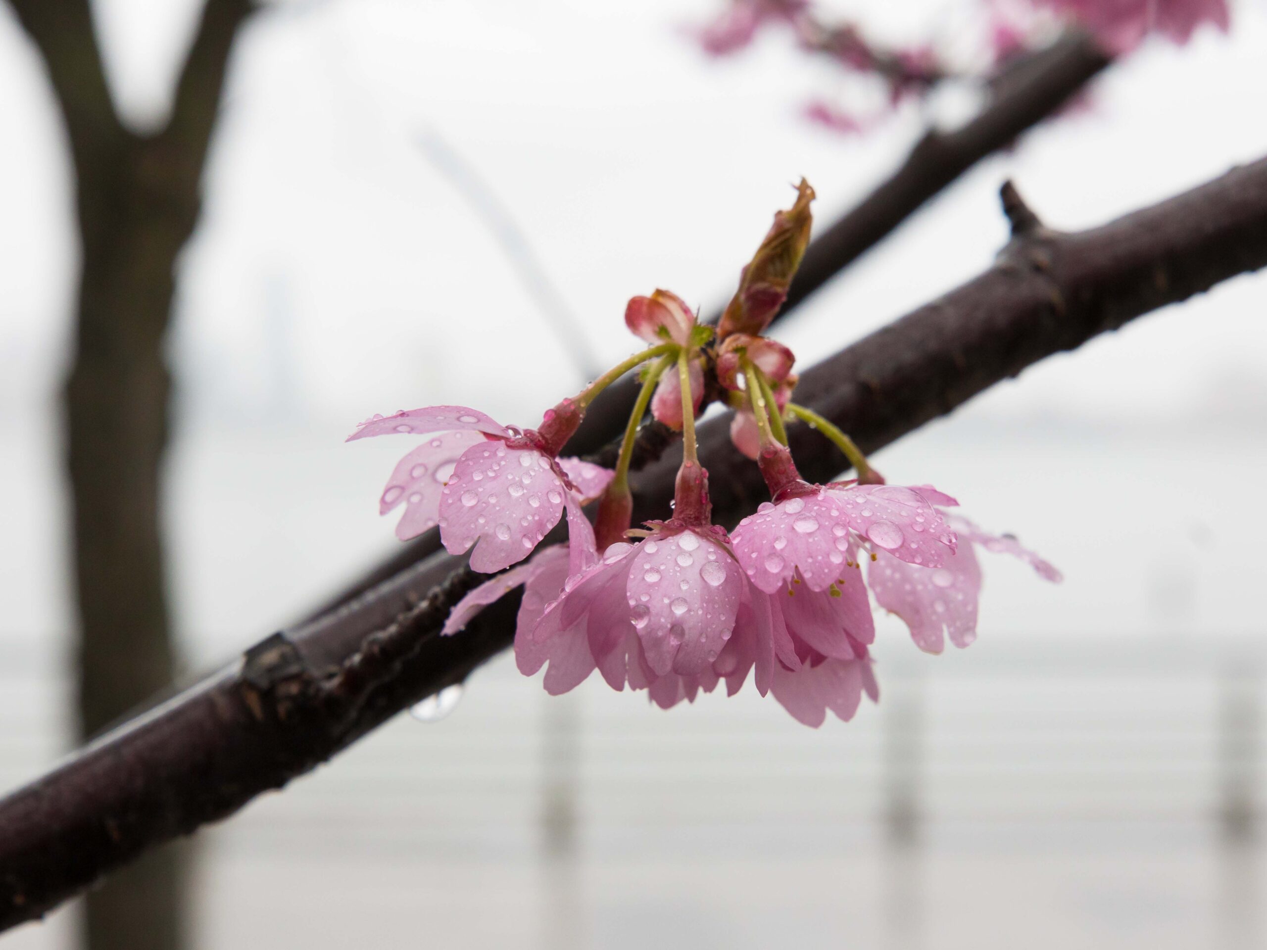 Cherry Blossoms