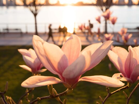 Countdown to Spring with HRPK