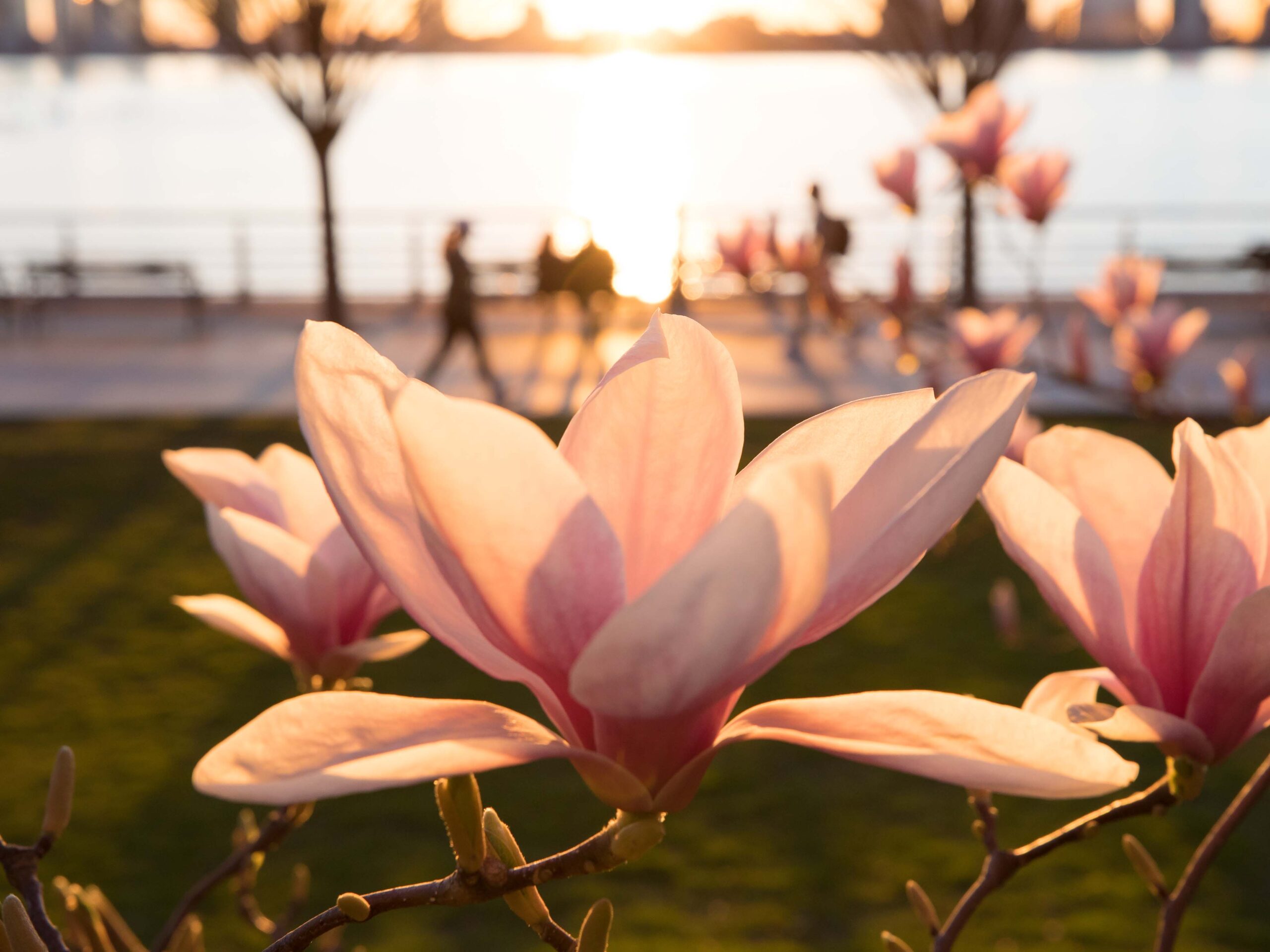 Spring-Bloom-12-SAUCER-MAGNOLIA-scaled-1.jpg