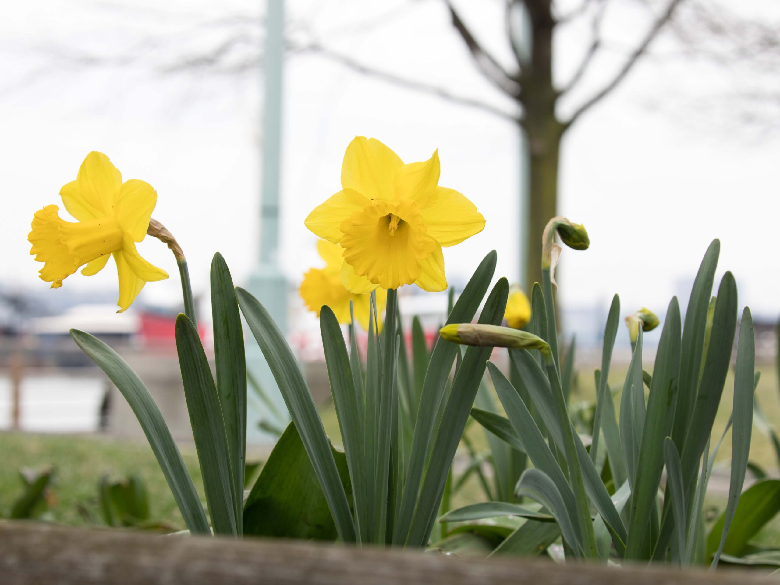 Daffodil