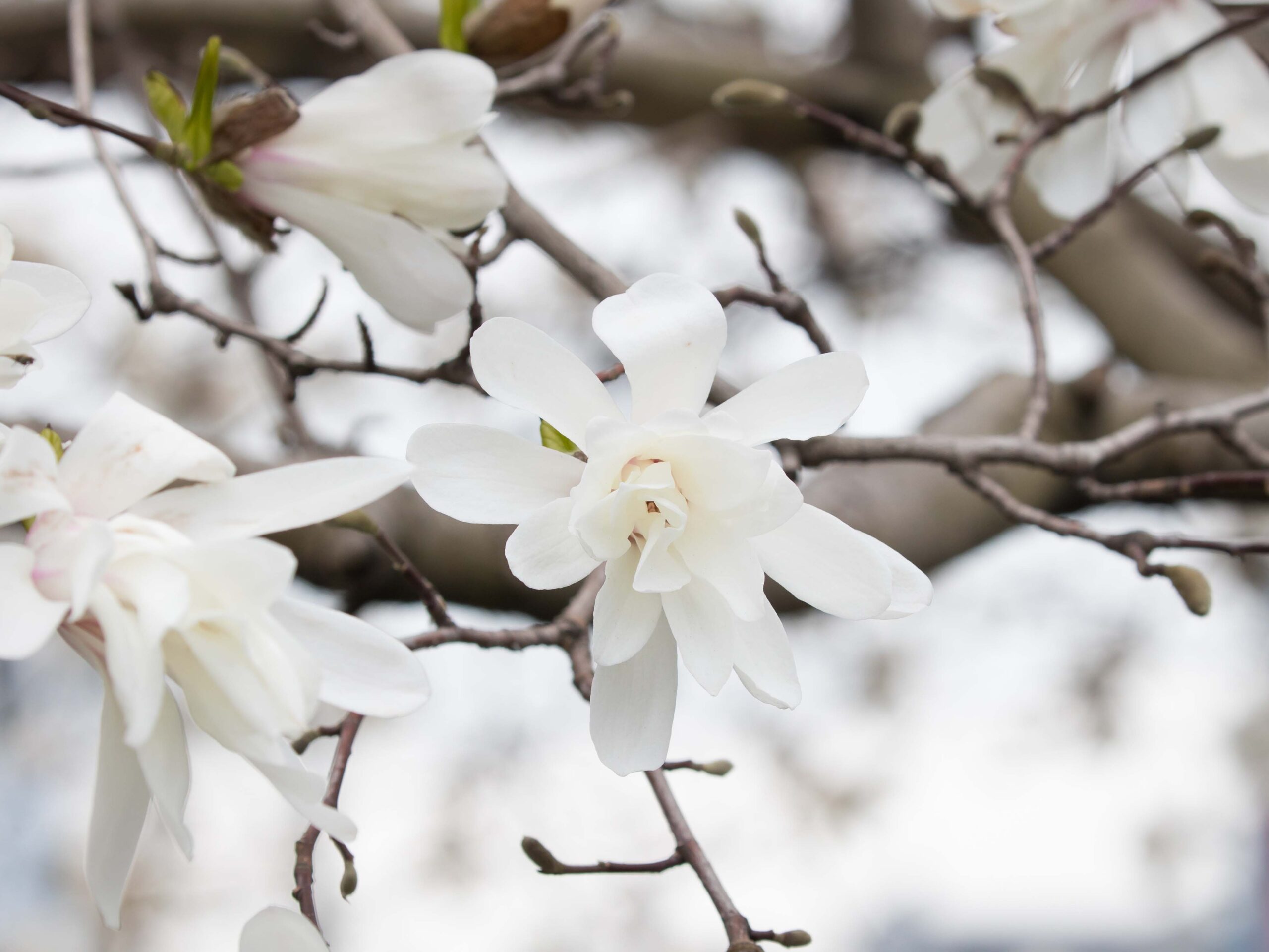 Star Magnolia
