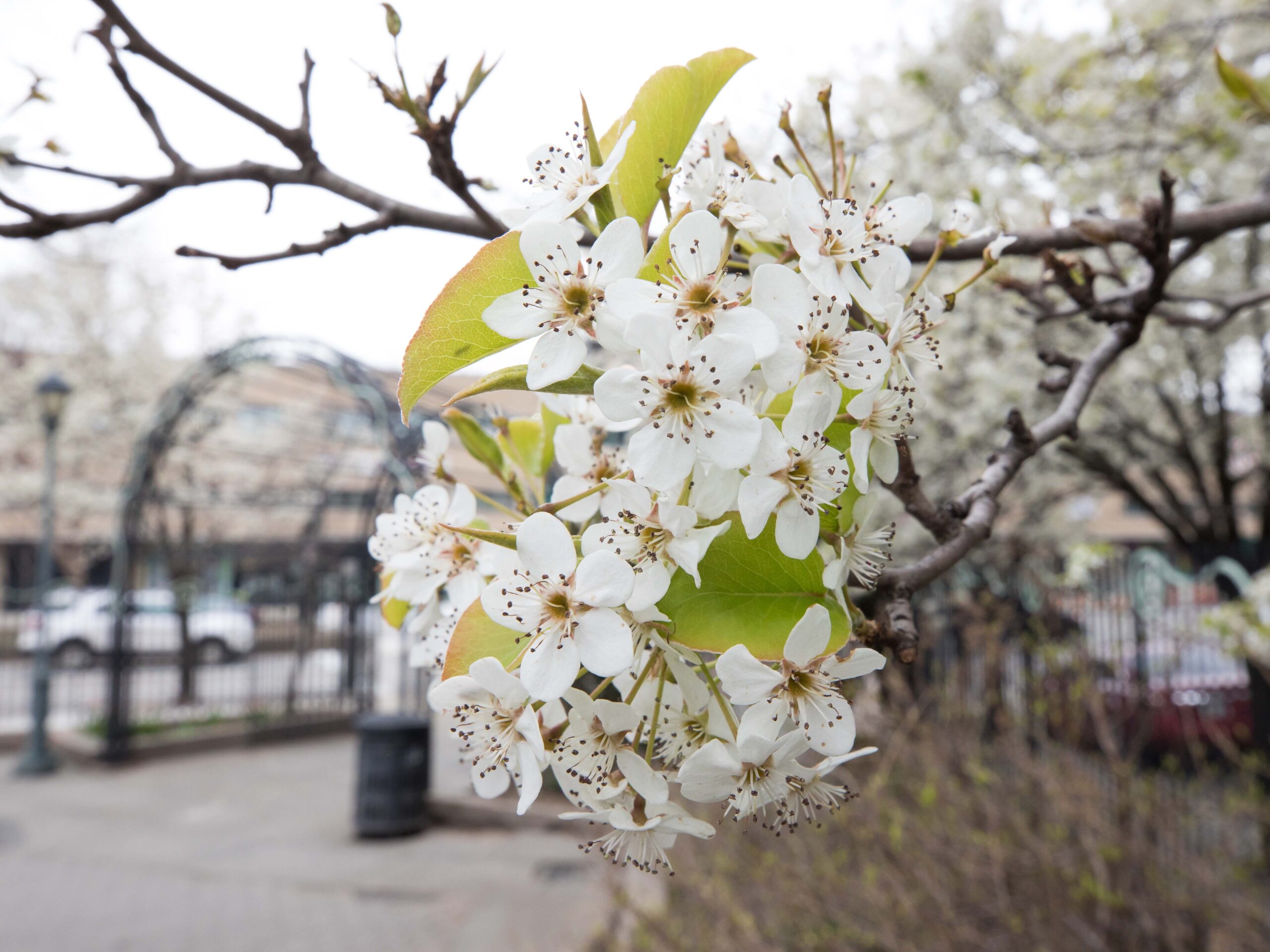 Callery Pear Tree