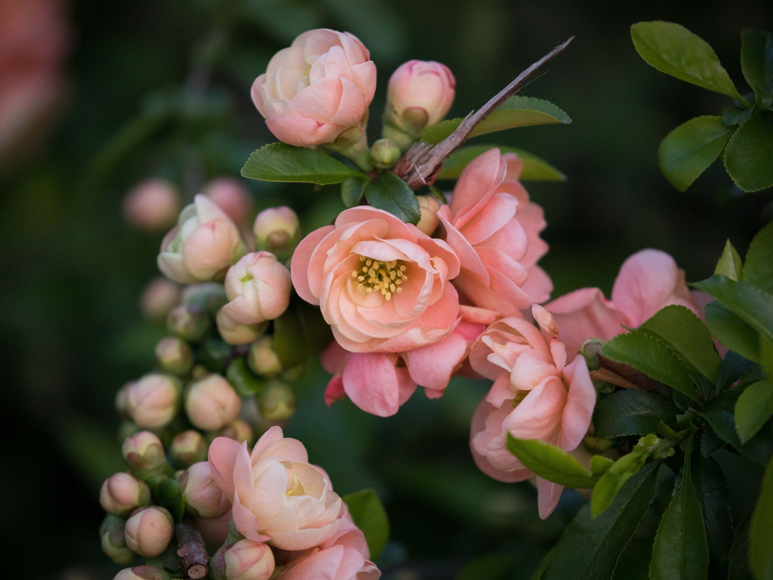 Rosa Rugose