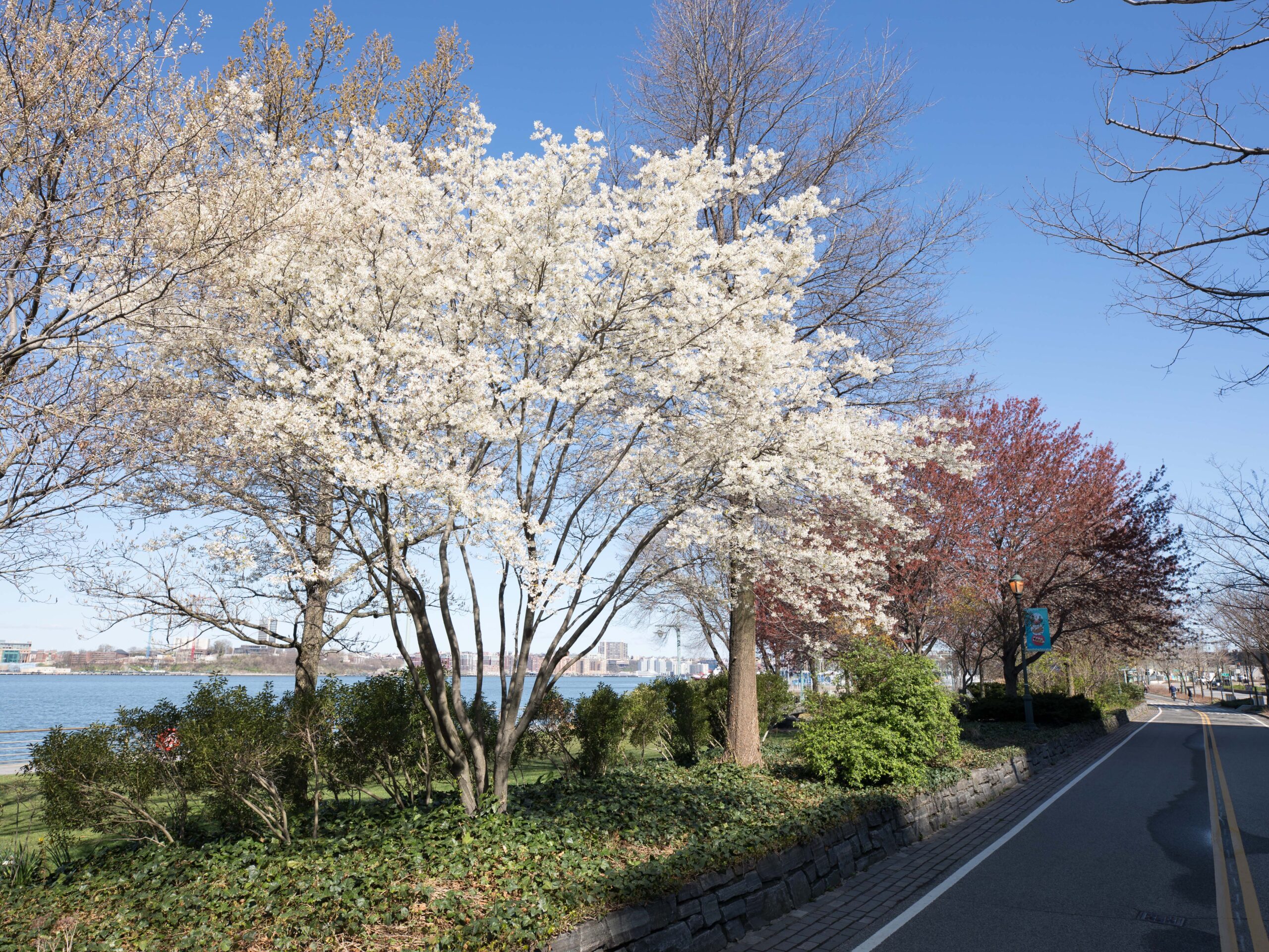 Juneberry Tree