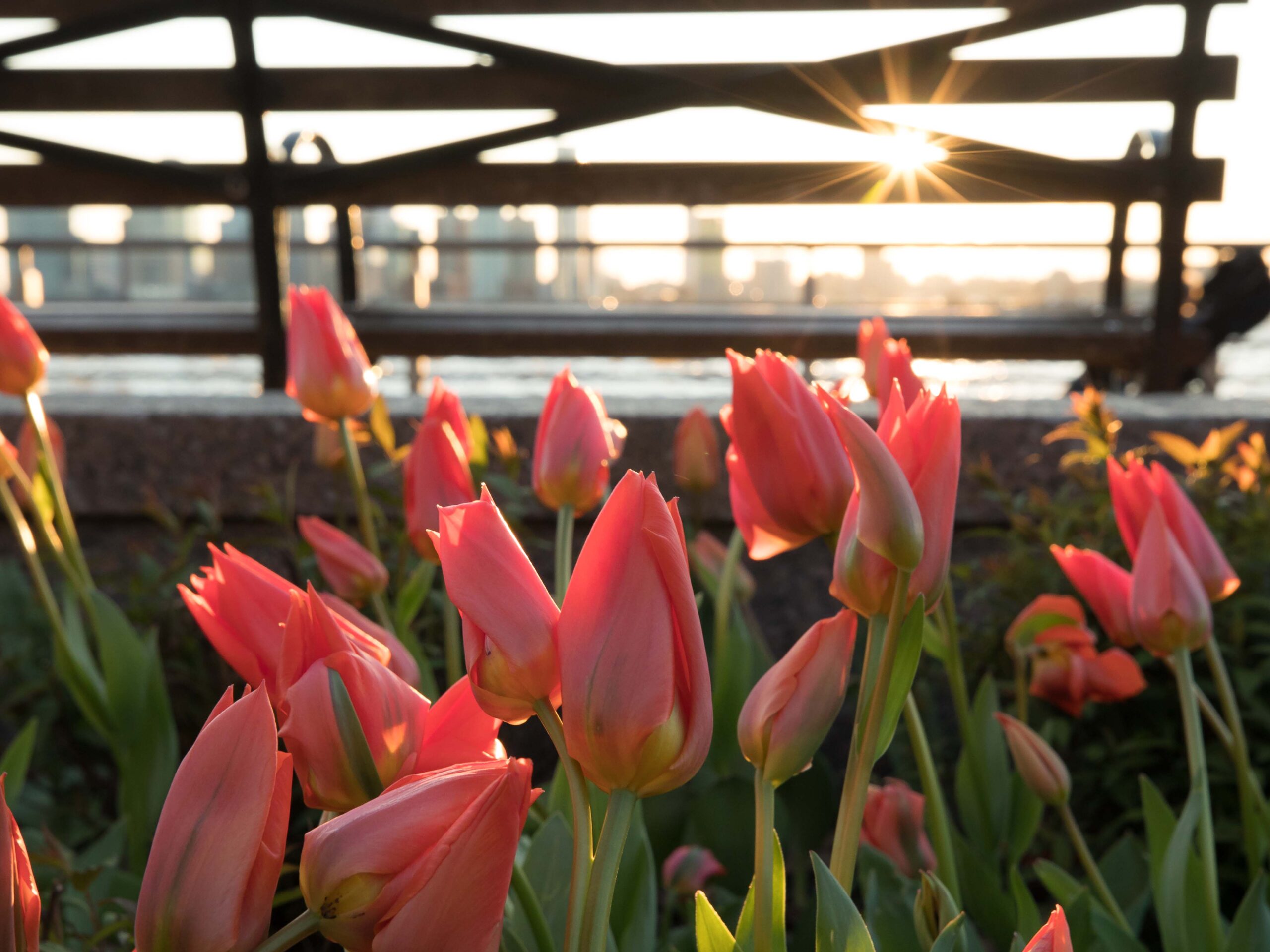 Tulips