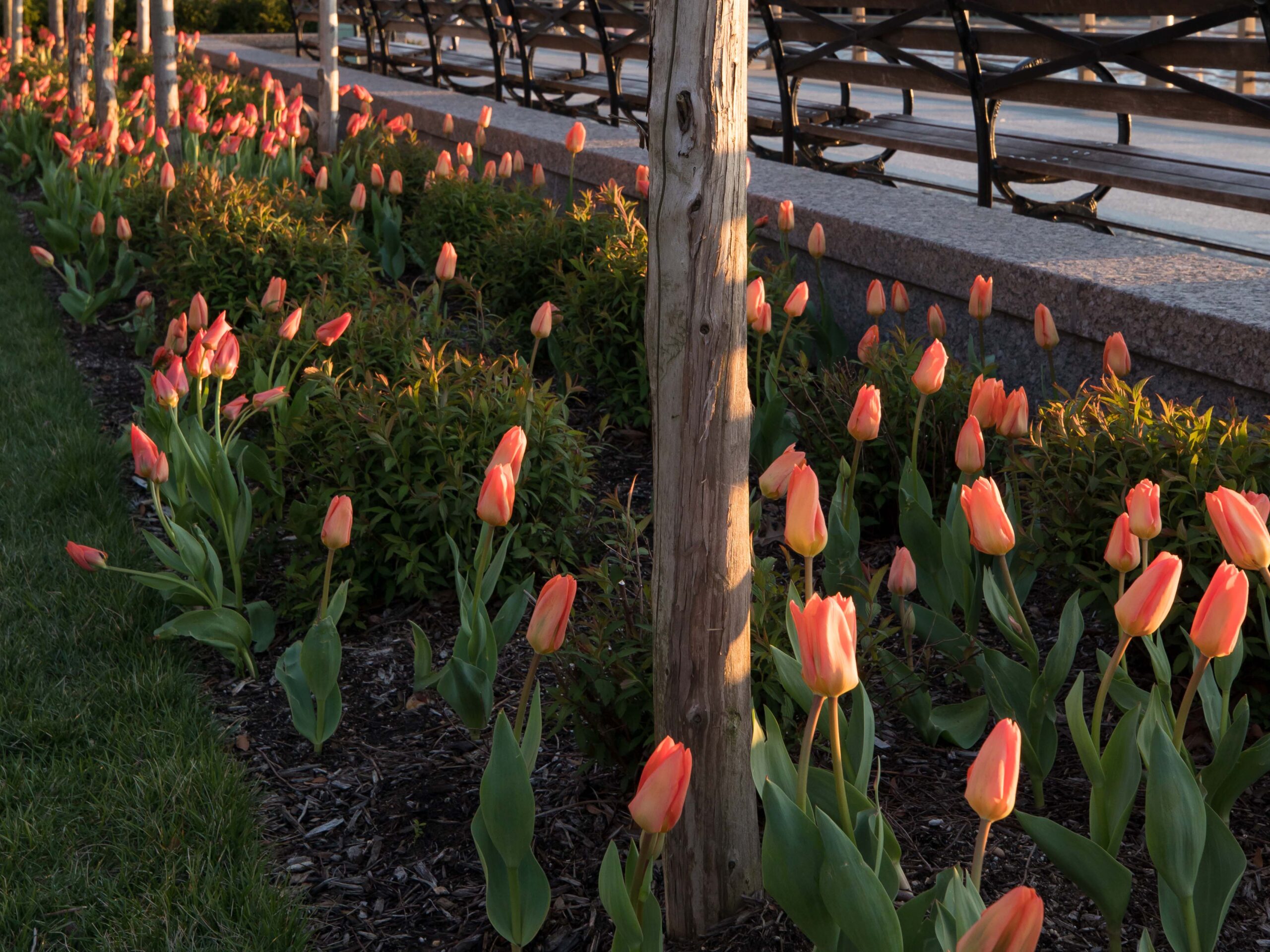 Tulips