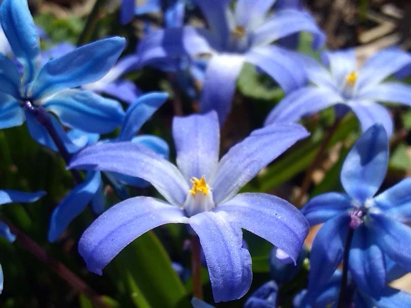 Hyacinth