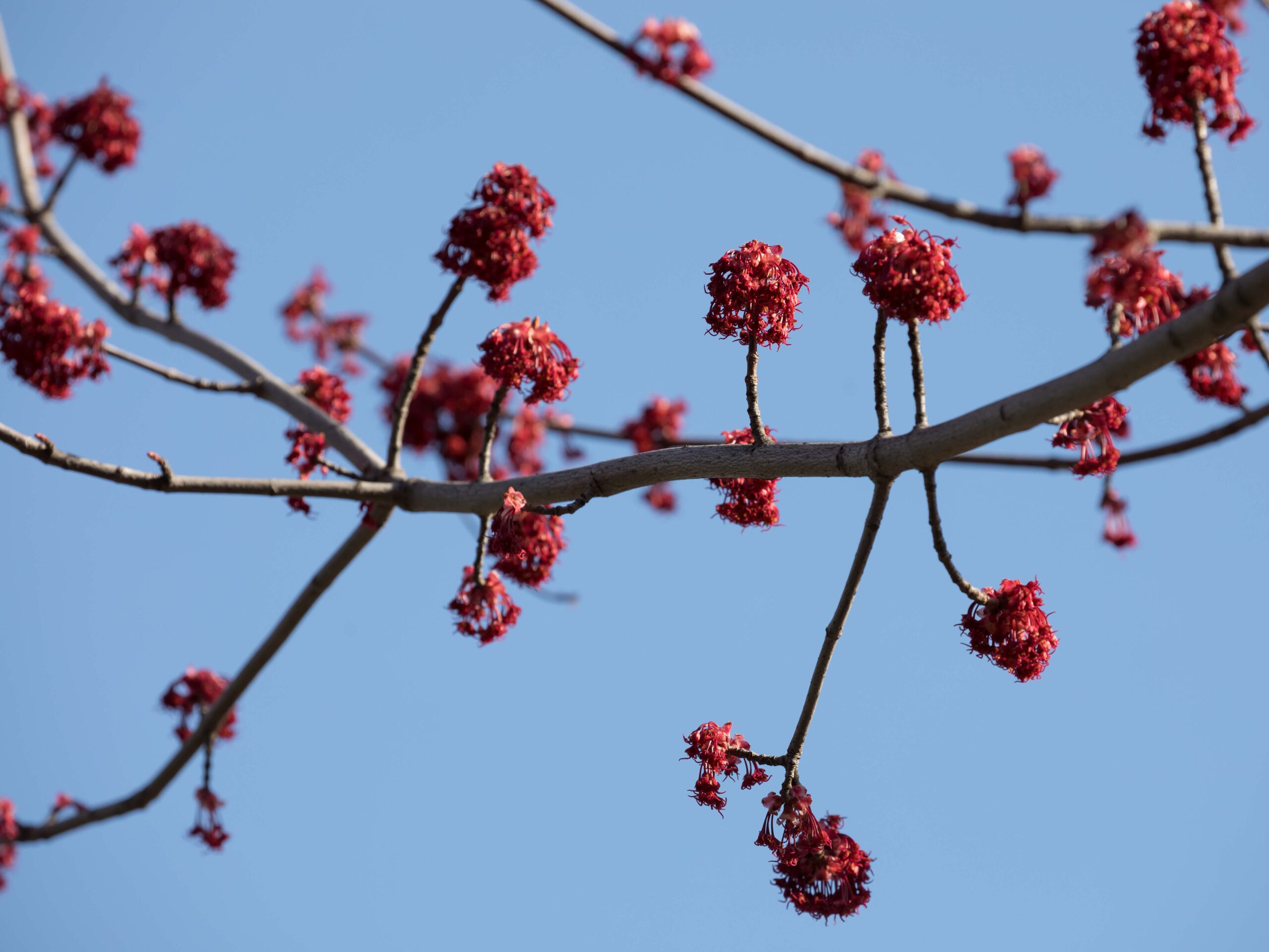 Red Maple
