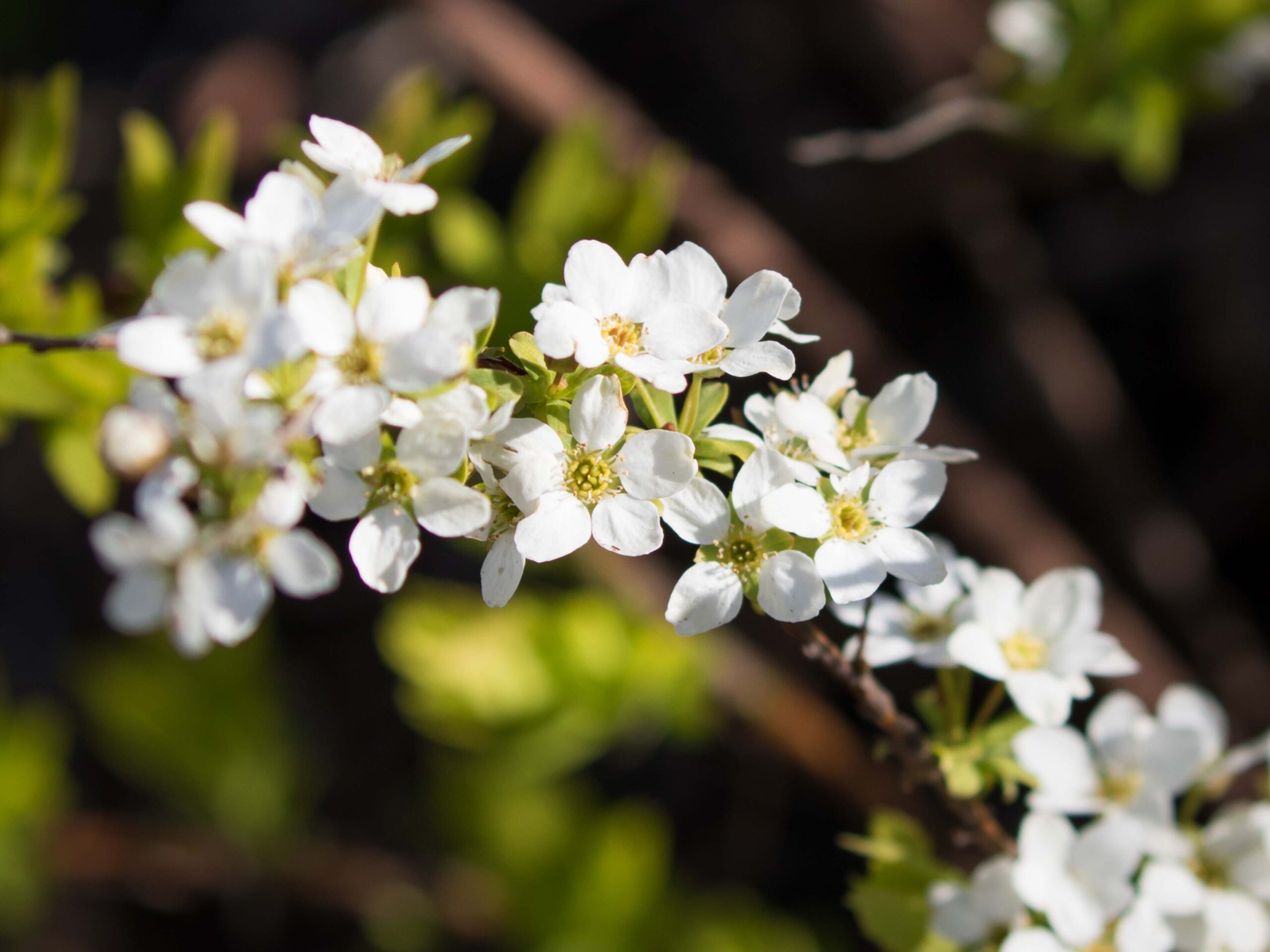 Spirea
