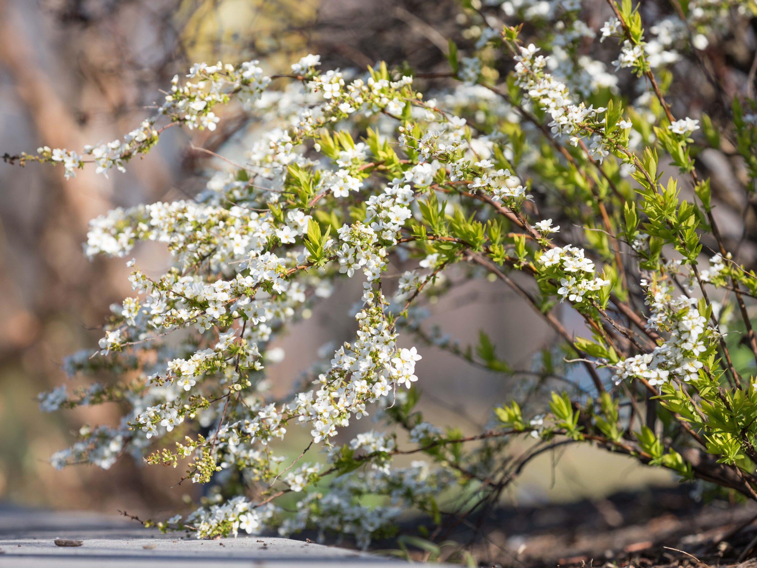 Spirea
