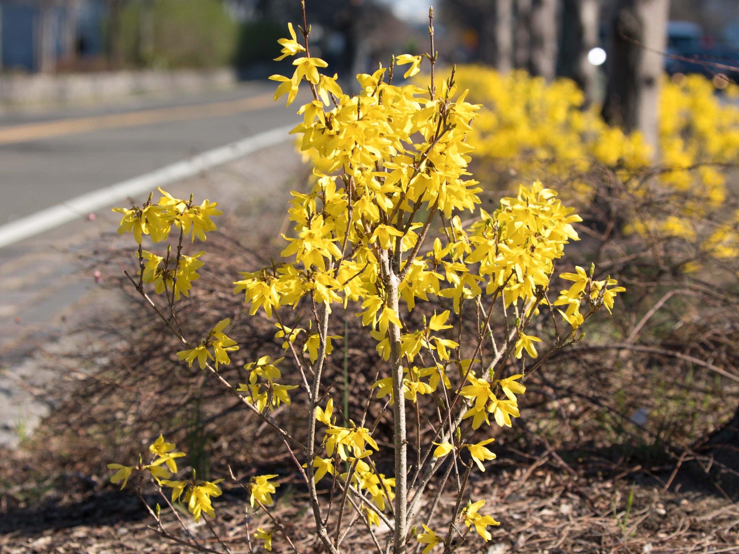 Forsythia