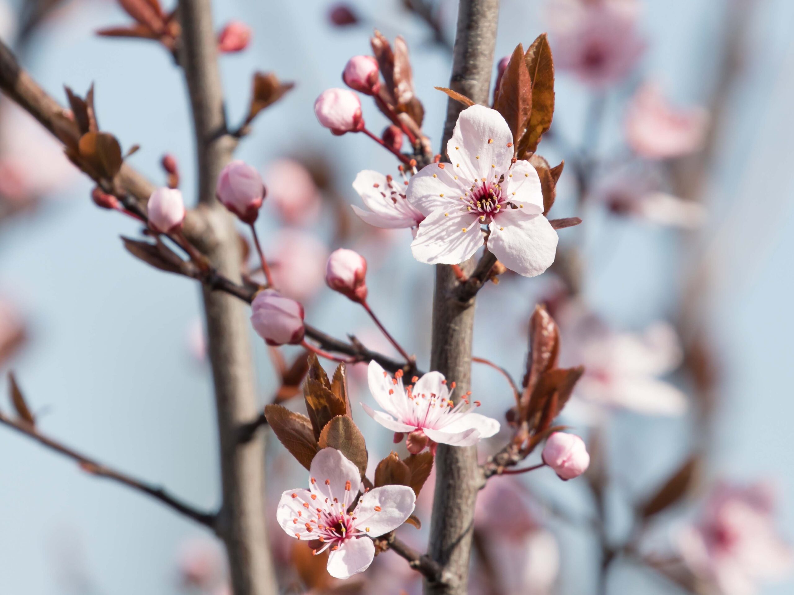 Purple Leaf Plum