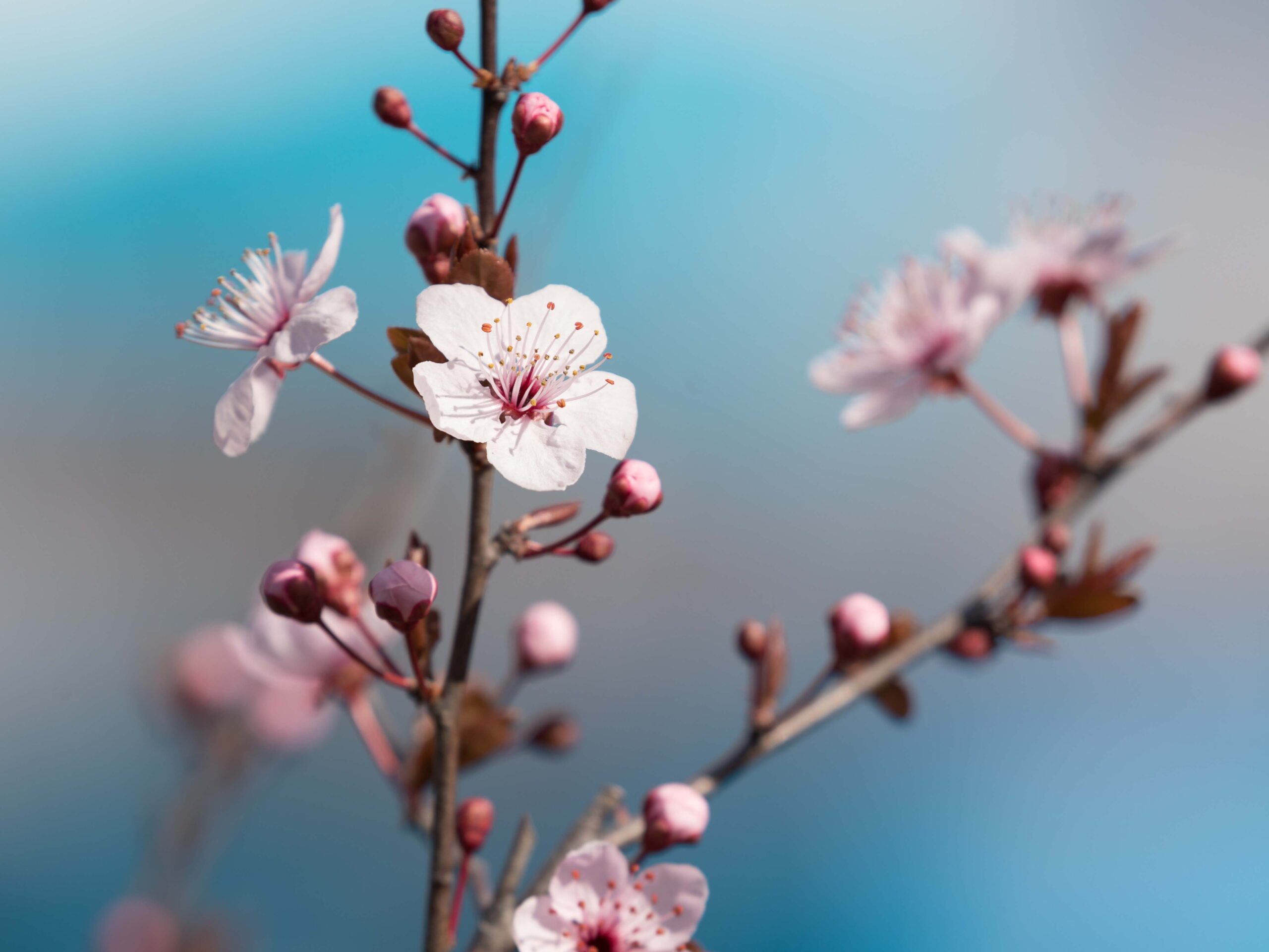 Purple Leaf Plum