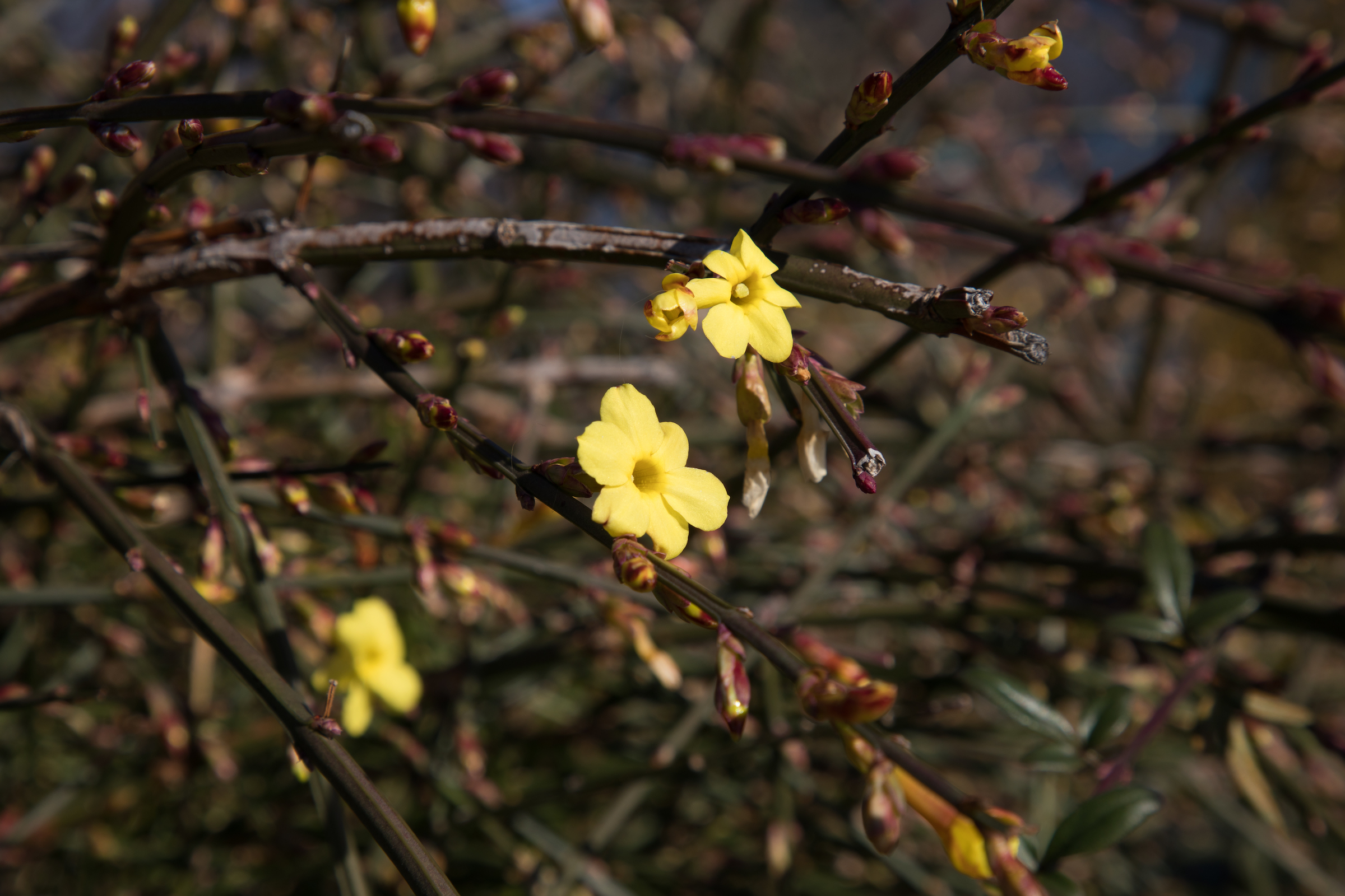 Winter Jasmine flowers bloom