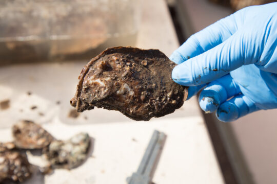 A Park scientist wearing gloves holds up an oyster for analysis at Hudson River Park