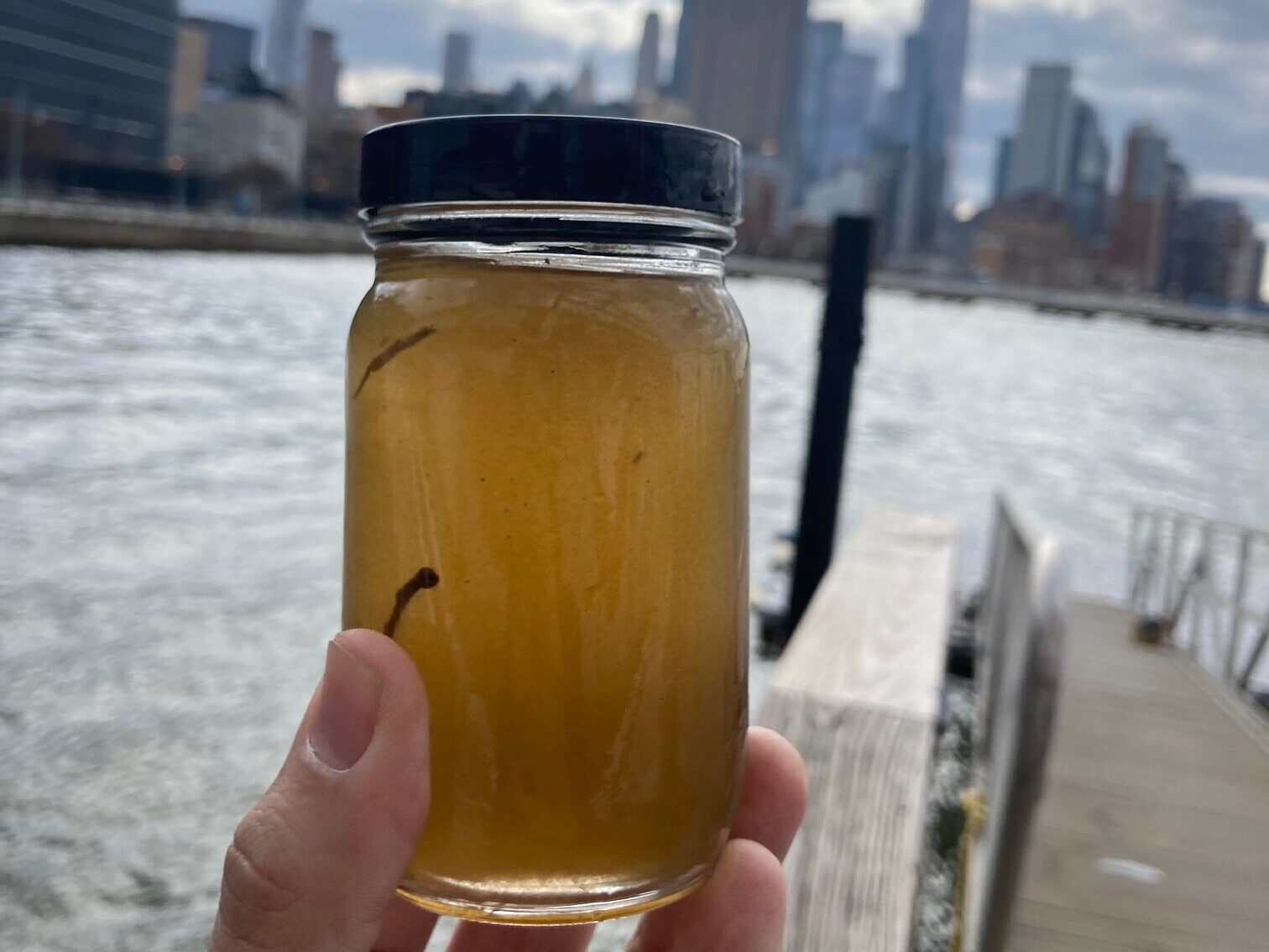 plankton water sample