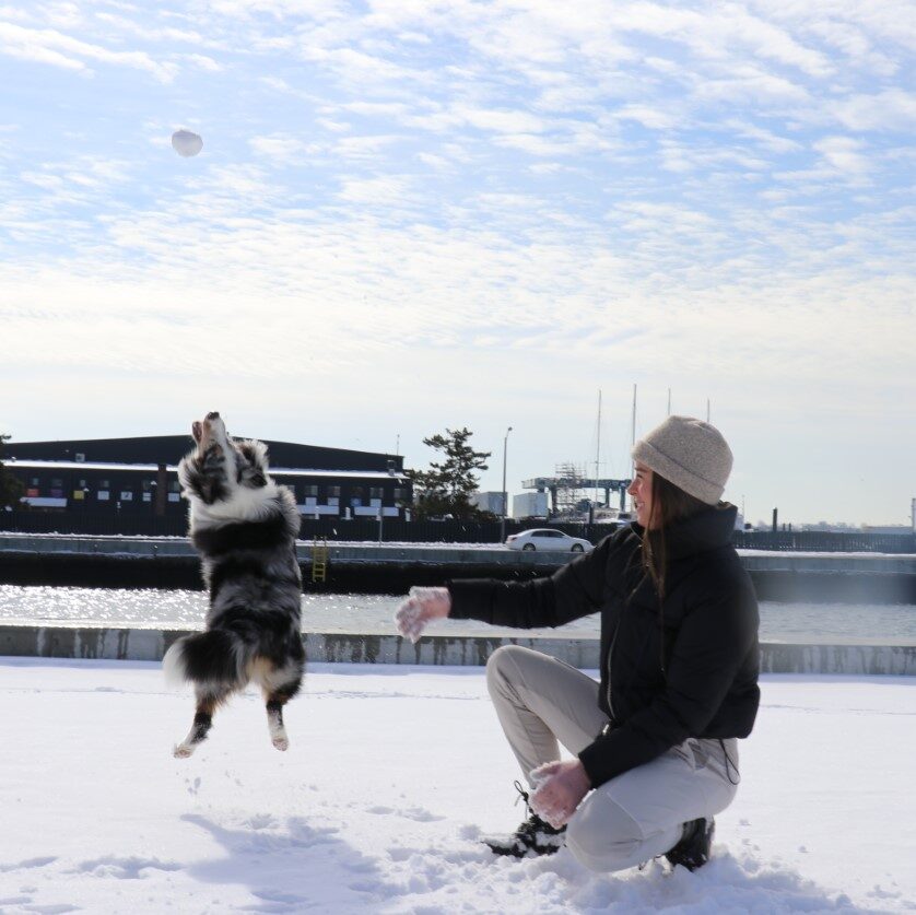 Henry sheltie dog jumps in snow with owner