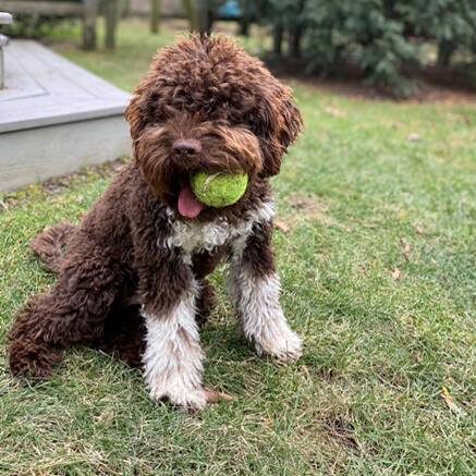 Olive dog with ball in mouth