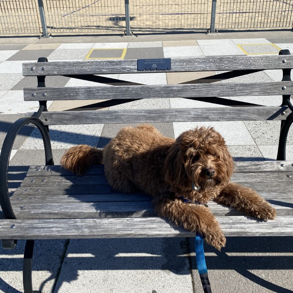 dog in front of volleyball courts