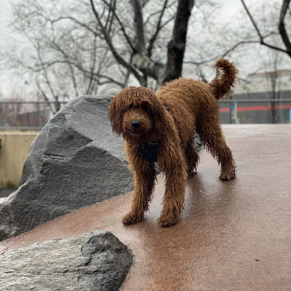 Tanner - golden doodle puppy
