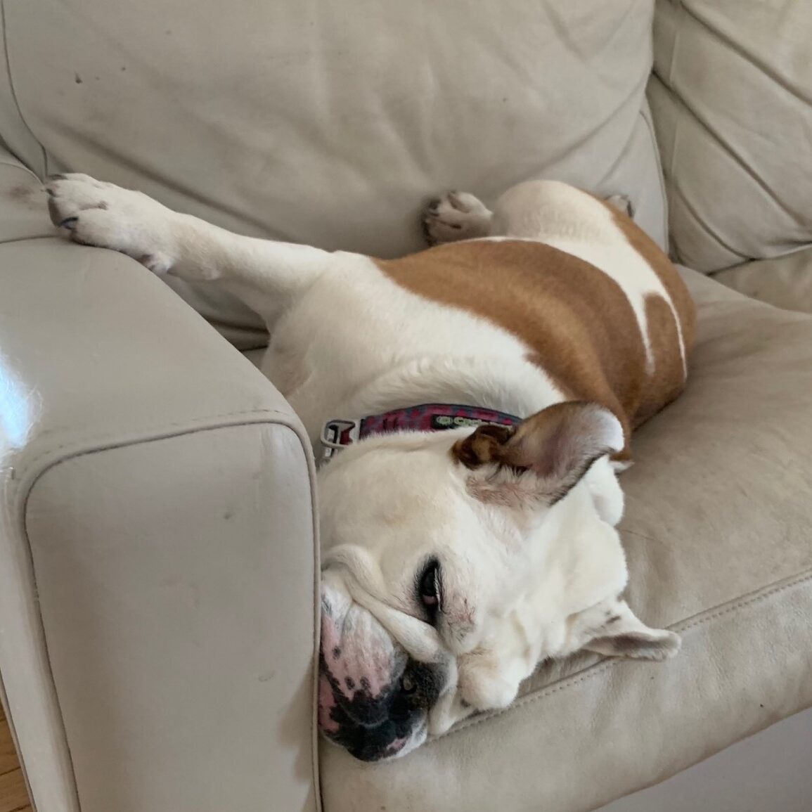 Winnie english bulldog
