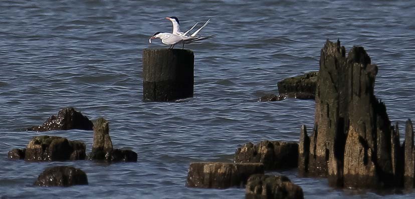 Wildlife in HRPK's Estuarine Sanctuary