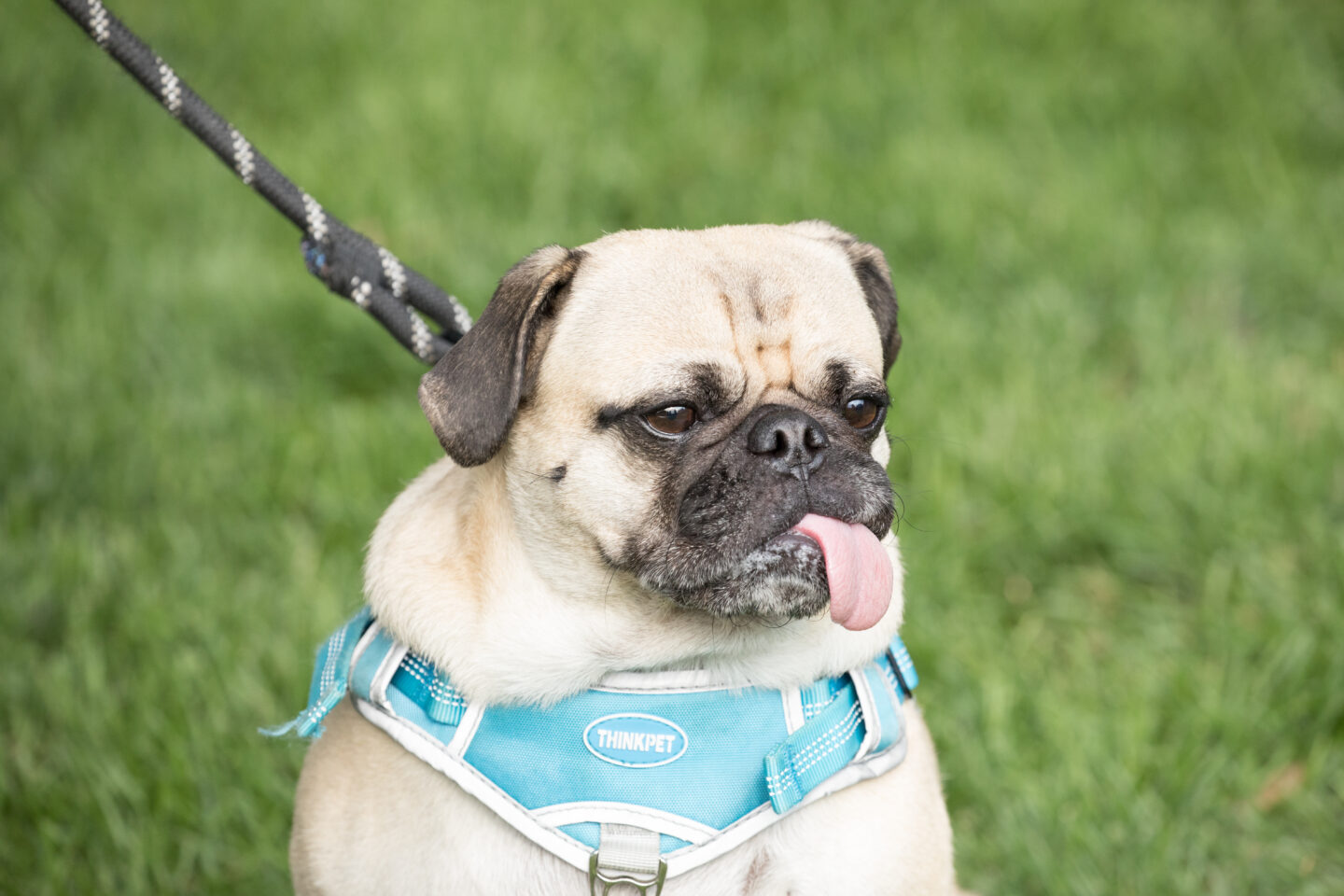 pug tongue out chelsea waterside