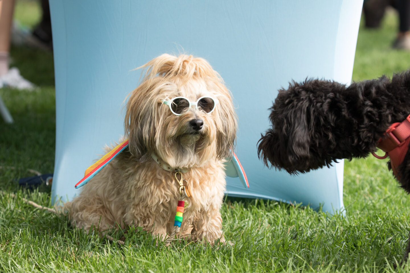 dog in sunglasses on lawn