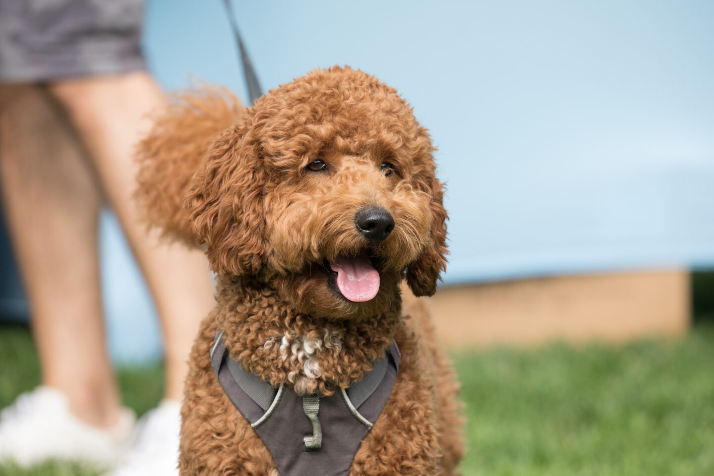 golden doodle in park