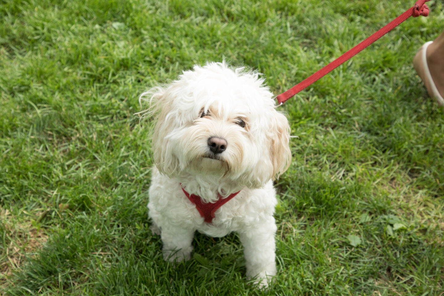 white dog in lawn