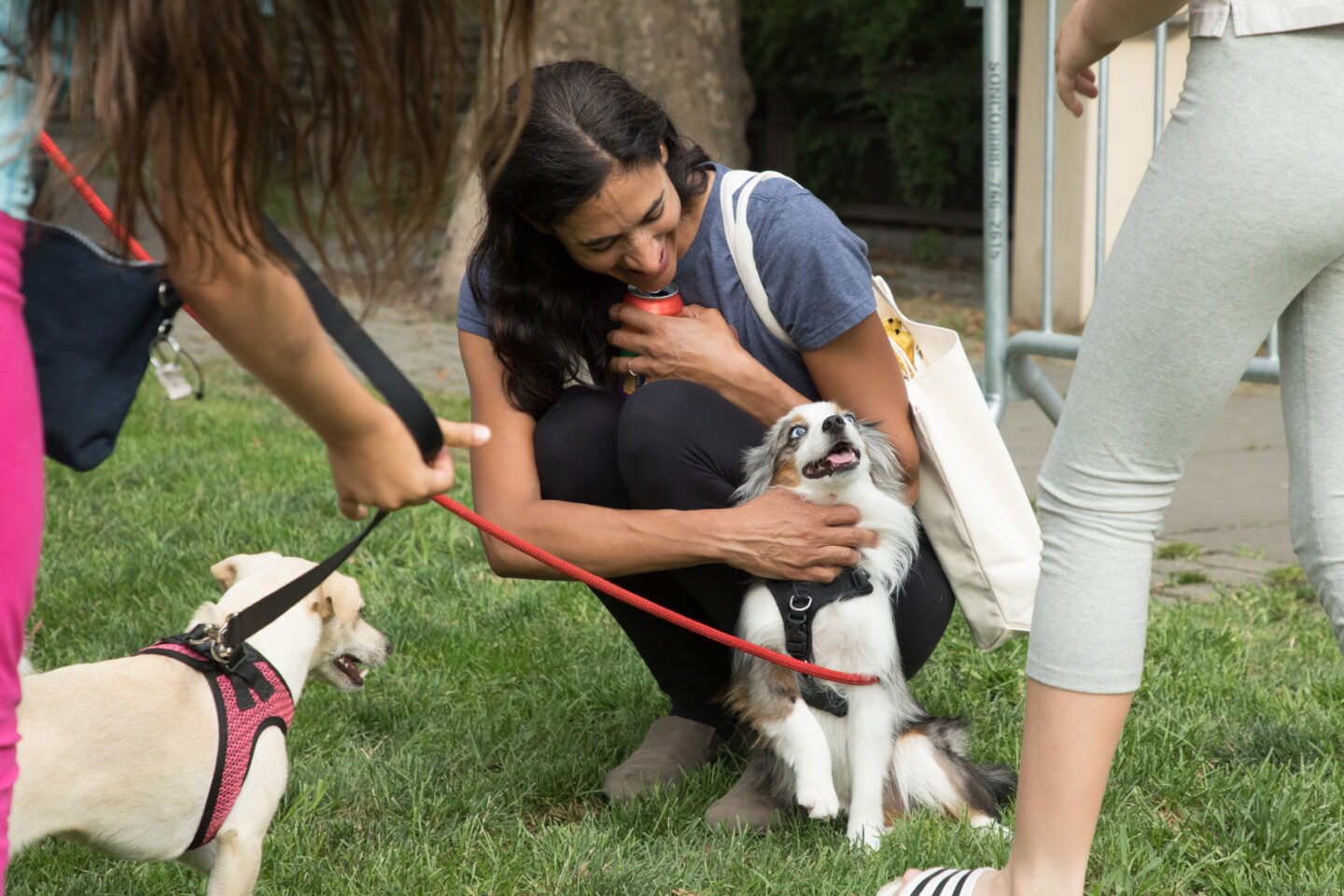 dog being pet by a woman in a group on lawn