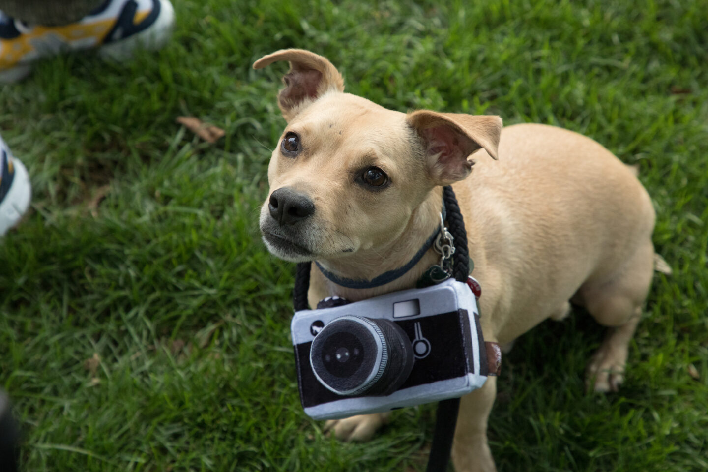 dog with camera around neck