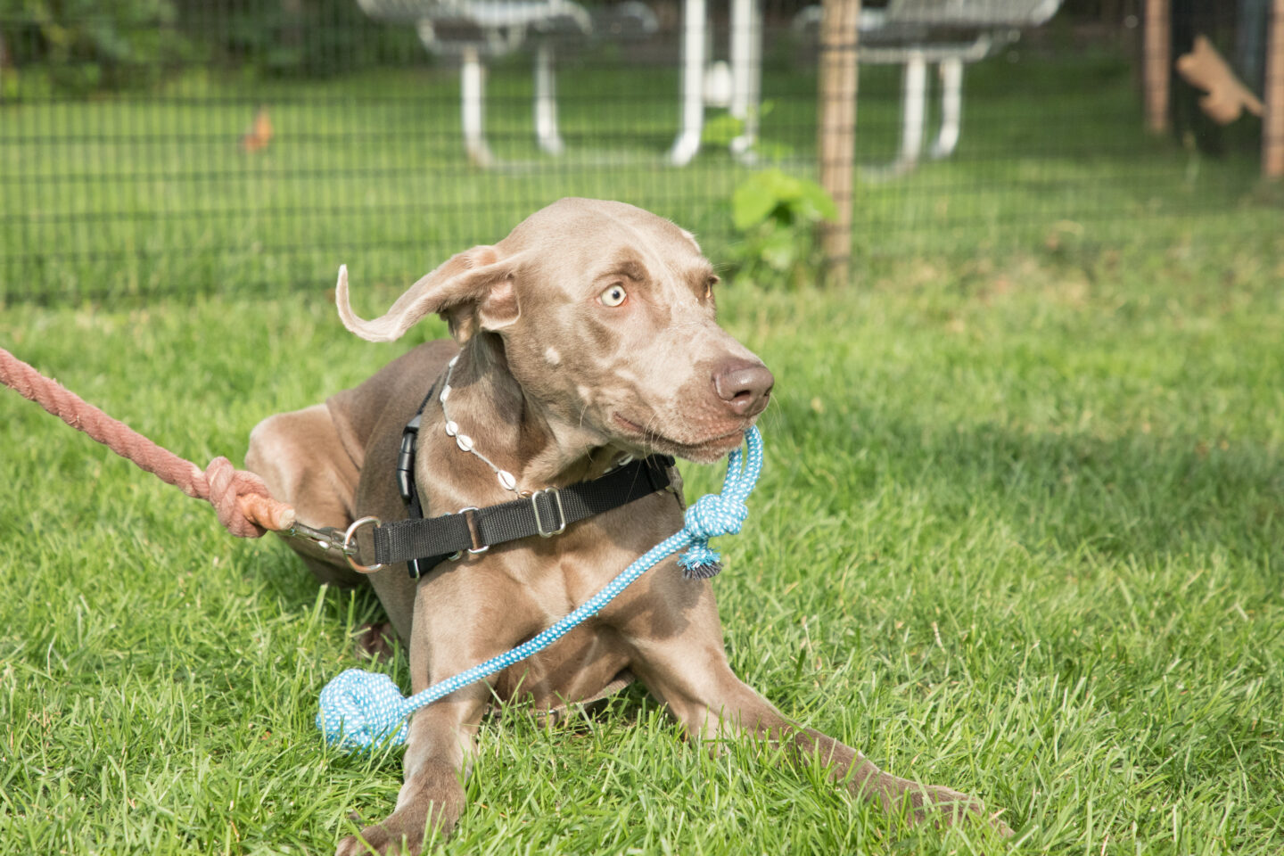 dog with toy in grass