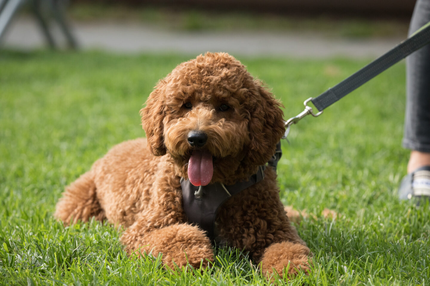 dog with tongue out in grass