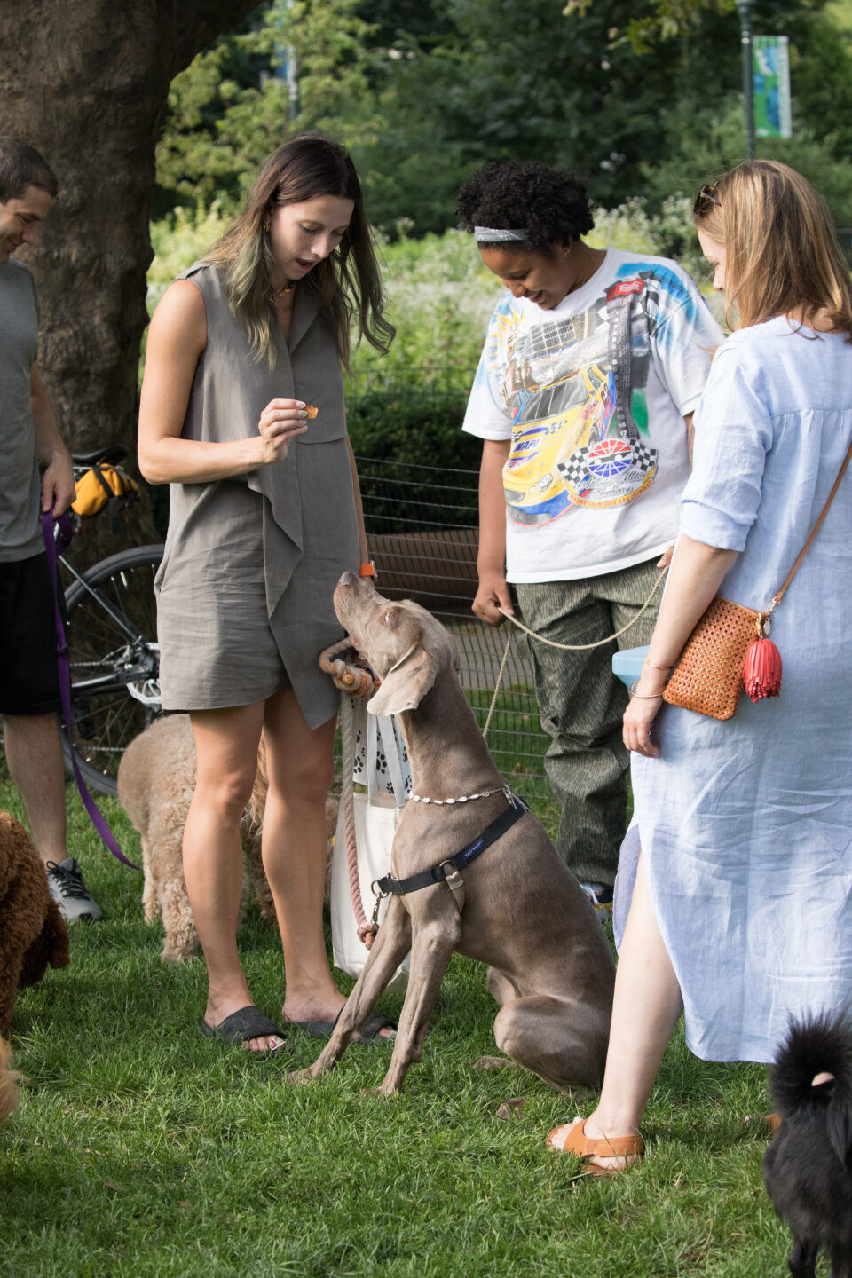 dog being fed in group at dog reception