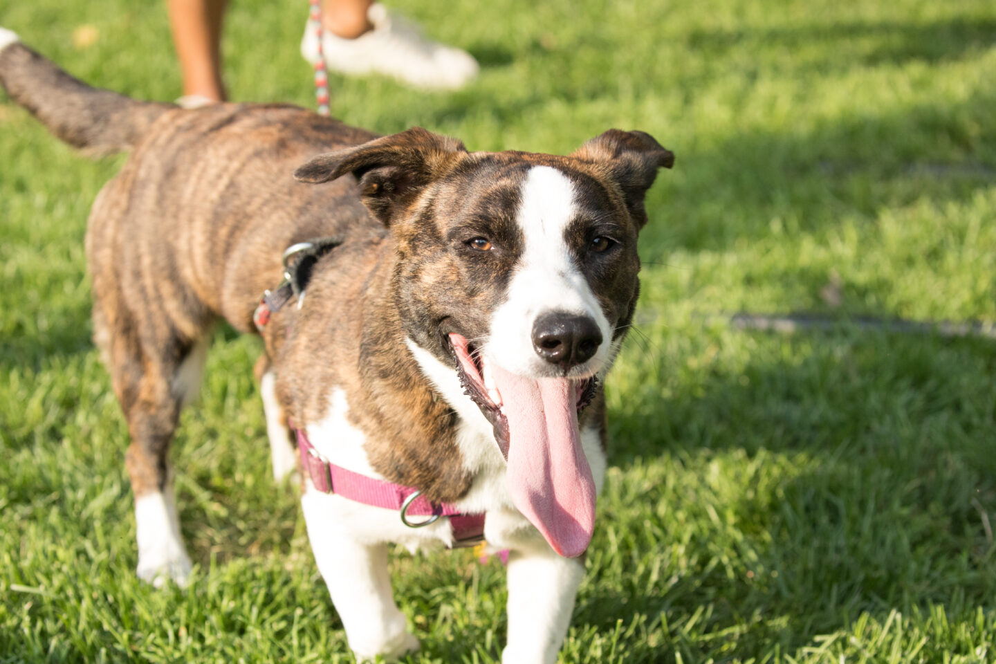 dog smiling on lawn at chelsea waterside dog reception