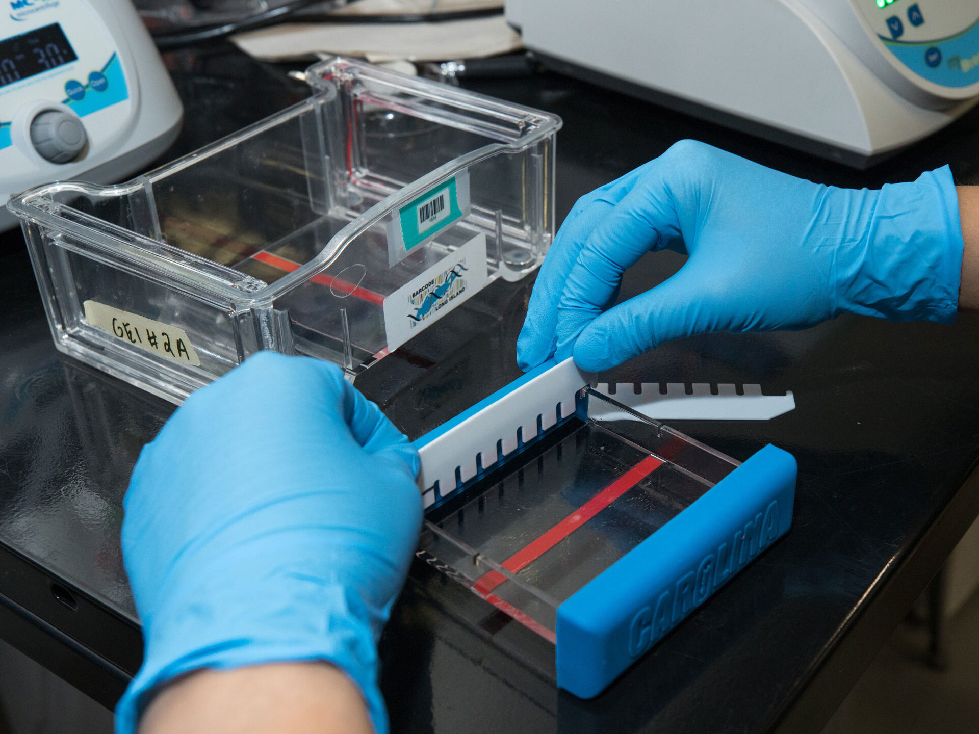 Scientists test samples of environmental DNA to study Hudson River Park local fish dynamics.