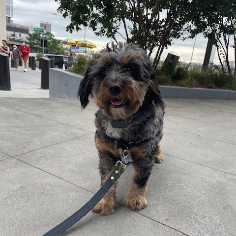 Gunther dog in front of trees and gardens in the Park