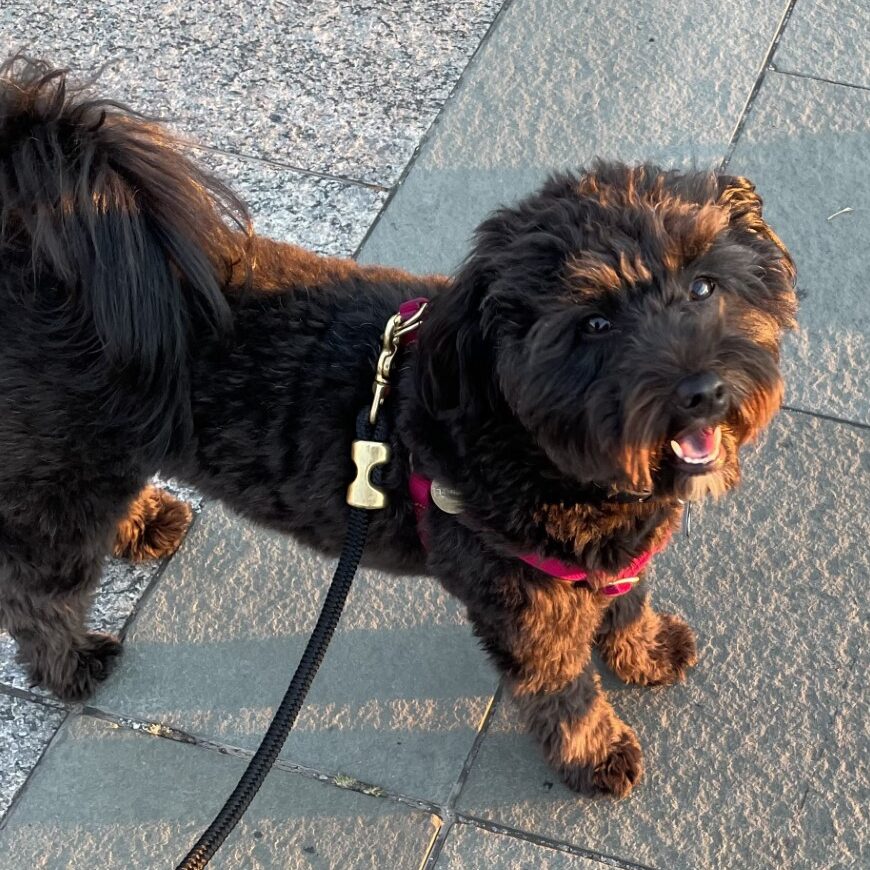 Lola dog on sidewalk good dog gallery