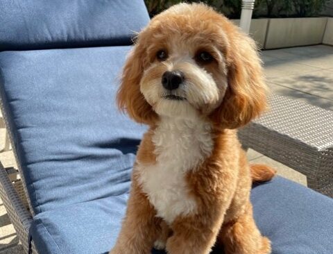 theo cute dog on loune chair